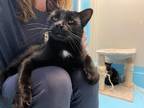 Adopt Taki a Domestic Shorthair / Mixed (short coat) cat in Glenfield