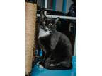 Adopt Bootsie a Domestic Shorthair / Mixed (short coat) cat in Glenfield