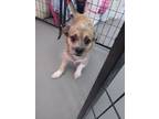 Adopt Visco a Terrier (Unknown Type, Small) / Mixed dog in PAHRUMP