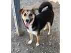 Adopt Clary a Shepherd (Unknown Type) / Mixed dog in PAHRUMP, NV (38666283)