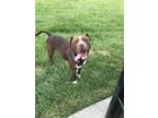 Adopt Red a Red/Golden/Orange/Chestnut - with White American Pit Bull Terrier /