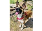 Adopt Dakota a Brown/Chocolate - with White Shepherd (Unknown Type) dog in