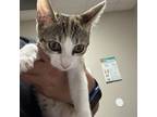 Adopt Biscuit a Calico or Dilute Calico Domestic Shorthair / Mixed cat in Yuma