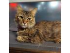 Adopt Bella a Brown or Chocolate Domestic Longhair / Mixed cat in Las Vegas