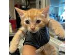 Adopt Queso a Orange or Red Domestic Shorthair / Mixed cat in Los Angeles