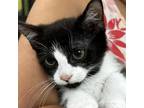 Adopt Ernie a All Black Domestic Shorthair / Mixed cat in Lynchburg