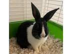 Adopt Fred a Dutch / Mixed rabbit in Shawnee, KS (38665698)