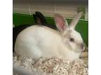 Adopt Smudge a Himalayan / Mixed rabbit in Shawnee, KS (38665697)