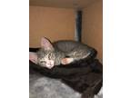 Adopt Miley a Gray, Blue or Silver Tabby Domestic Shorthair (short coat) cat in