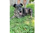 Adopt Pepper a Black - with Brown, Red, Golden, Orange or Chestnut Catahoula