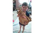 Adopt Francis a Orange or Red Tabby Domestic Shorthair (short coat) cat in