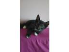 Adopt Patches a Black & White or Tuxedo Domestic Shorthair (short coat) cat in