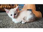 Adopt Daisy a Cream or Ivory (Mostly) Domestic Shorthair (short coat) cat in