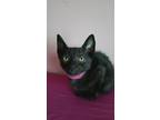 Adopt Hazel a All Black Domestic Shorthair (short coat) cat in Staten Island