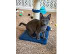 Adopt Nyx a Gray or Blue Russian Blue (short coat) cat in Oceanside