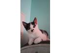 Adopt Coco a Black & White or Tuxedo Domestic Shorthair (short coat) cat in