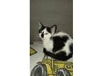 Adopt Gigi a Black & White or Tuxedo Domestic Shorthair (short coat) cat in