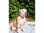 Adopt Snuggles a Tan/Yellow/Fawn - with White Pit Bull Terrier / Mixed dog in