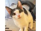 Adopt Nola a Gray or Blue Domestic Mediumhair / Mixed cat in Washington