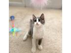 Adopt Deacon a Gray or Blue Domestic Mediumhair / Mixed cat in Washington