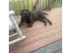 Adopt Sapphire a Black - with White Cane Corso / Mixed dog in Lexington