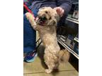 Adopt Hercules a Wheaten Terrier / Poodle (Miniature) dog in Smyrna
