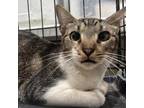 Adopt Nala a Gray or Blue Domestic Shorthair / Mixed cat in St.