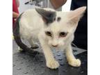 Adopt Rebel a White Domestic Mediumhair / Mixed cat in Livingston, TX (38664854)