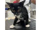 Adopt Rugrat a All Black Domestic Mediumhair / Mixed cat in Livingston