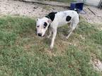Adopt Jane a White - with Black American Staffordshire Terrier / Mixed dog in