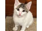 Adopt Sully a White Domestic Mediumhair / Mixed cat in Fort Worth, TX (38664759)