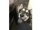 Adopt Shaq CP a Black - with White Husky / Mixed dog in Beverly Hills