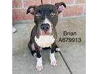 Adopt Brian a Gray/Silver/Salt & Pepper - with Black American Staffordshire