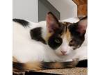 Adopt Olive Oyl a Calico or Dilute Calico Domestic Shorthair / Mixed cat in
