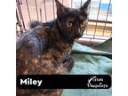 Adopt Miley a Tortoiseshell Calico (short coat) cat in Dallas, TX (38664482)