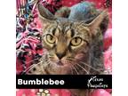 Adopt Bumblebee a Tan or Fawn Tabby Tabby (short coat) cat in Dallas