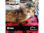 Adopt Bree a Calico or Dilute Calico Calico (short coat) cat in Dallas