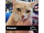 Adopt Flower a Orange or Red Tabby (short coat) cat in Dallas, TX (38664434)