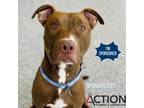 Adopt Tank a Brown/Chocolate Mixed Breed (Large) / Mixed dog in Great Falls