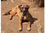Adopt JUPITER a Brindle Boxer / Mixed Breed (Medium) / Mixed (short coat) dog in