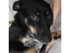 Adopt Donna Andrews a Black Bluetick Coonhound / Labrador Retriever / Mixed dog