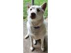 Adopt coco (shep) a White German Shepherd Dog / Mixed dog in Freehold