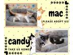 Adopt Mac & Candy a Orange or Red Tabby American Shorthair (short coat) cat in