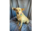 Adopt Dasiy a Tan/Yellow/Fawn Corgi / Labrador Retriever / Mixed dog in
