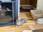 Adopt Sweet Charlotte a Tan or Fawn Tabby Domestic Shorthair (short coat) cat in
