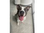 Adopt Applesauce a White - with Gray or Silver Pit Bull Terrier / Mixed dog in