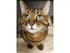 Adopt Bamboo a Brown or Chocolate Domestic Shorthair / Domestic Shorthair /
