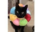 Adopt Salem a All Black Domestic Shorthair (short coat) cat in San Leandro