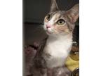 Adopt Nellie a Gray or Blue Domestic Shorthair / Domestic Shorthair / Mixed cat