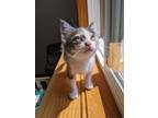 Adopt Dominica a Calico or Dilute Calico Domestic Shorthair (short coat) cat in